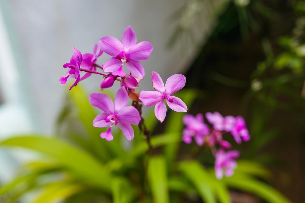 Flora And Fauna ミリッサ エクステリア 写真